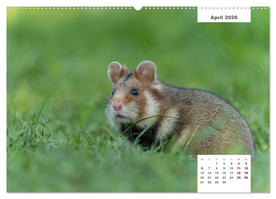 Zwei Tierfotografen Zwölf Highlights (CALVENDO Premium Wandkalender 2026)