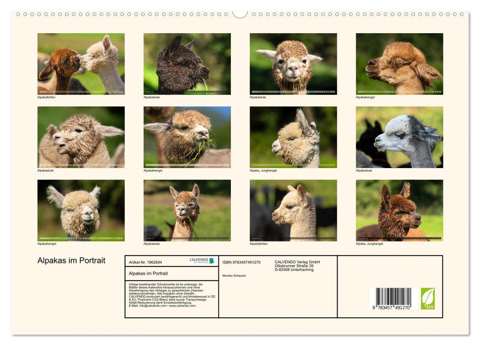 Alpakas im Portrait (CALVENDO Premium Wandkalender 2026)