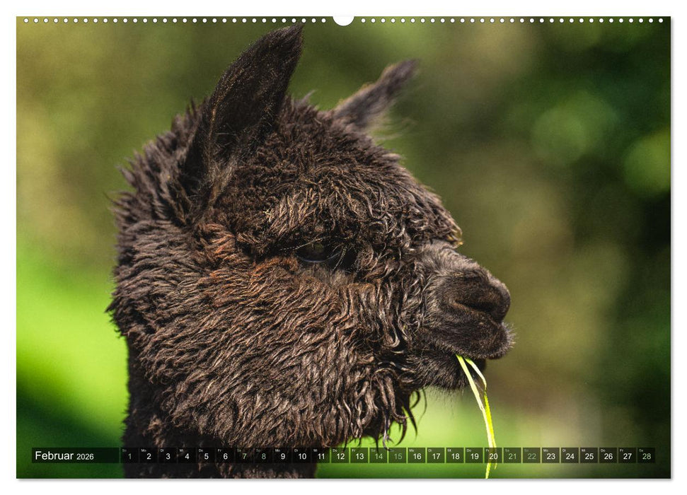 Alpakas im Portrait (CALVENDO Premium Wandkalender 2026)
