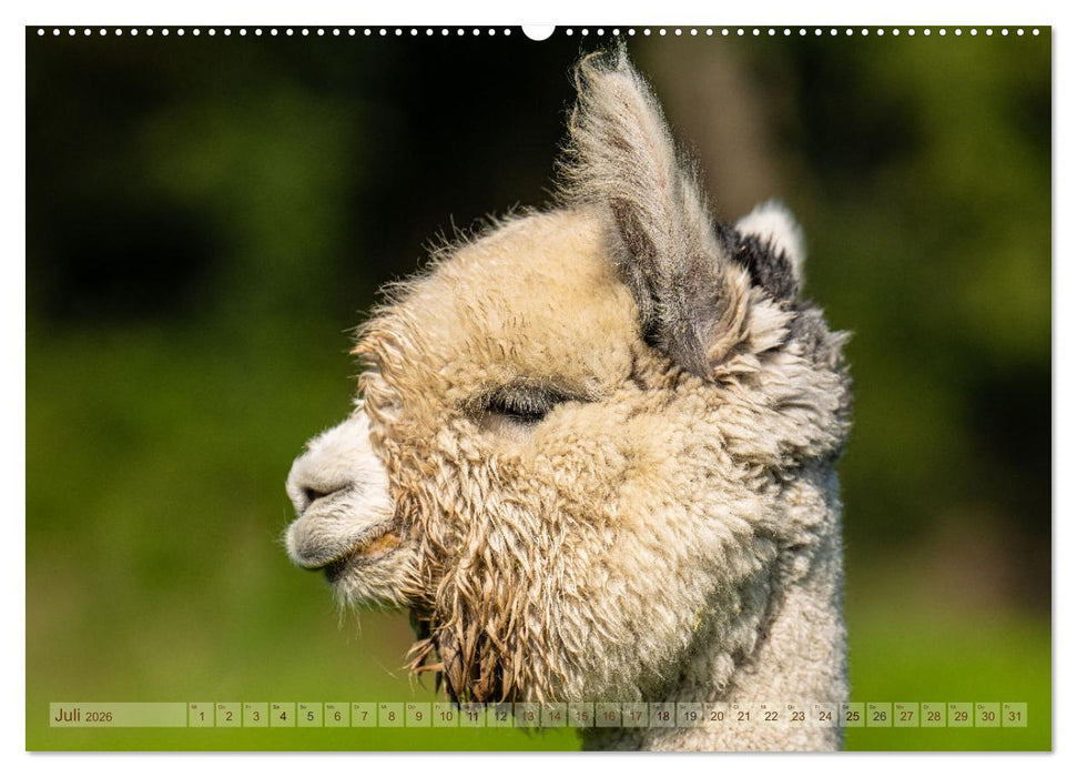 Alpakas im Portrait (CALVENDO Premium Wandkalender 2026)