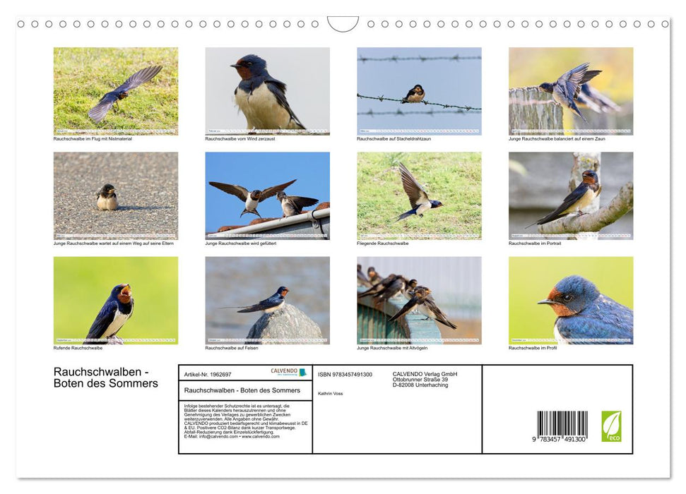 Rauchschwalben - Boten des Sommers (CALVENDO Wandkalender 2026)