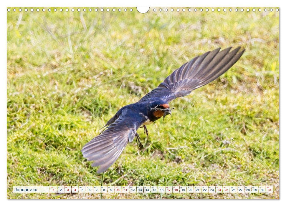 Rauchschwalben - Boten des Sommers (CALVENDO Wandkalender 2026)