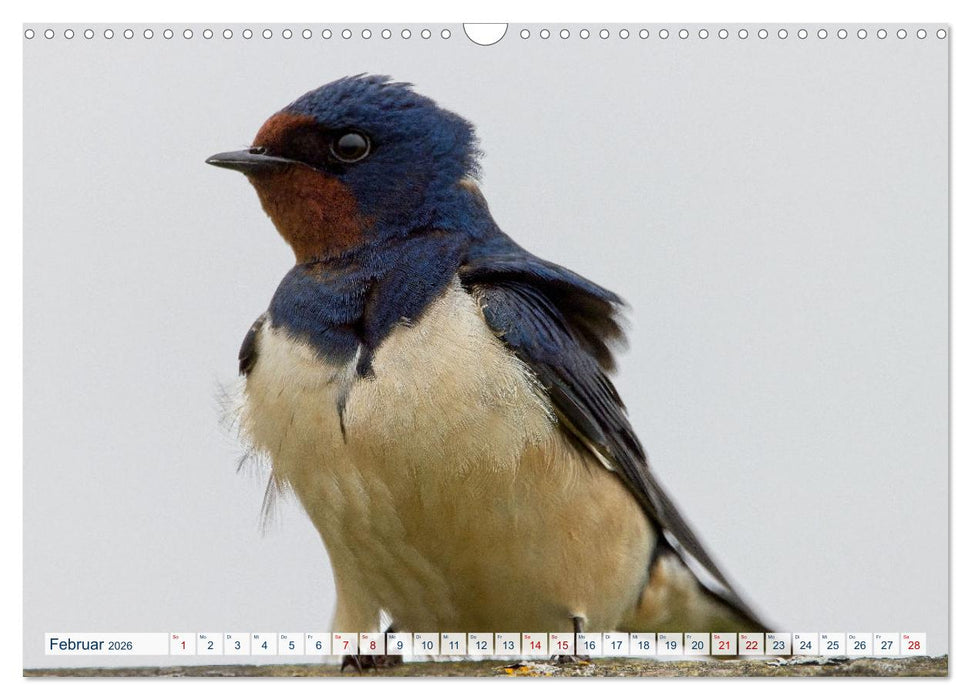 Rauchschwalben - Boten des Sommers (CALVENDO Wandkalender 2026)