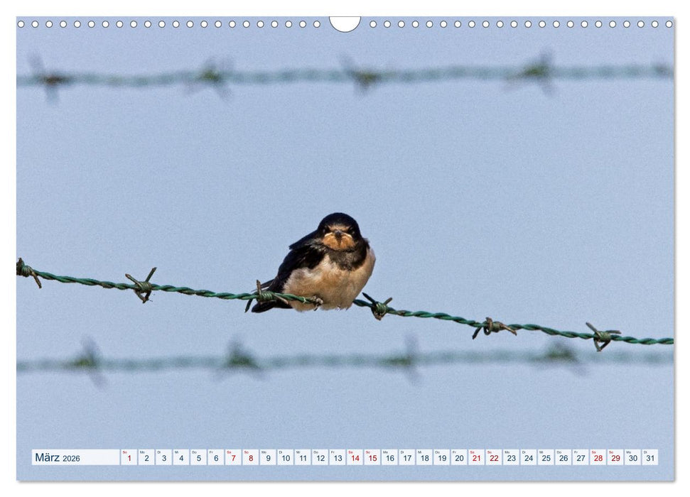 Rauchschwalben - Boten des Sommers (CALVENDO Wandkalender 2026)