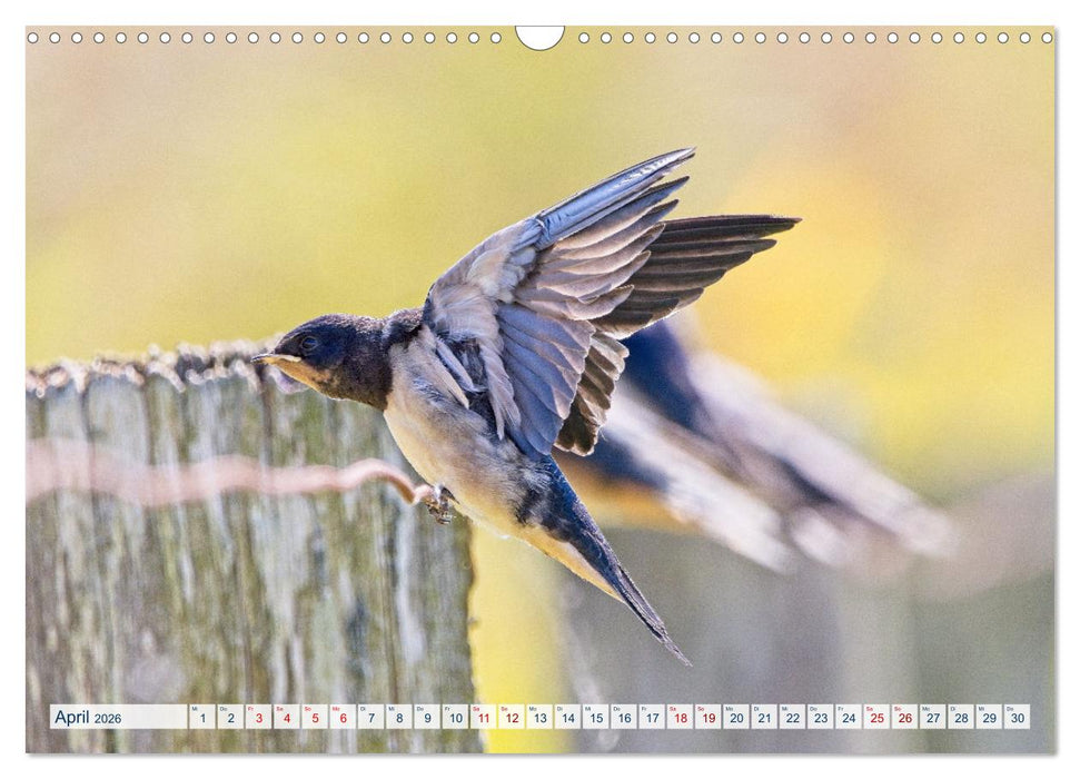 Rauchschwalben - Boten des Sommers (CALVENDO Wandkalender 2026)