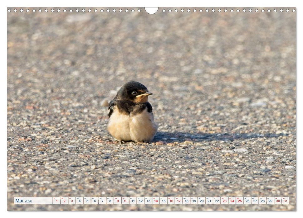 Rauchschwalben - Boten des Sommers (CALVENDO Wandkalender 2026)