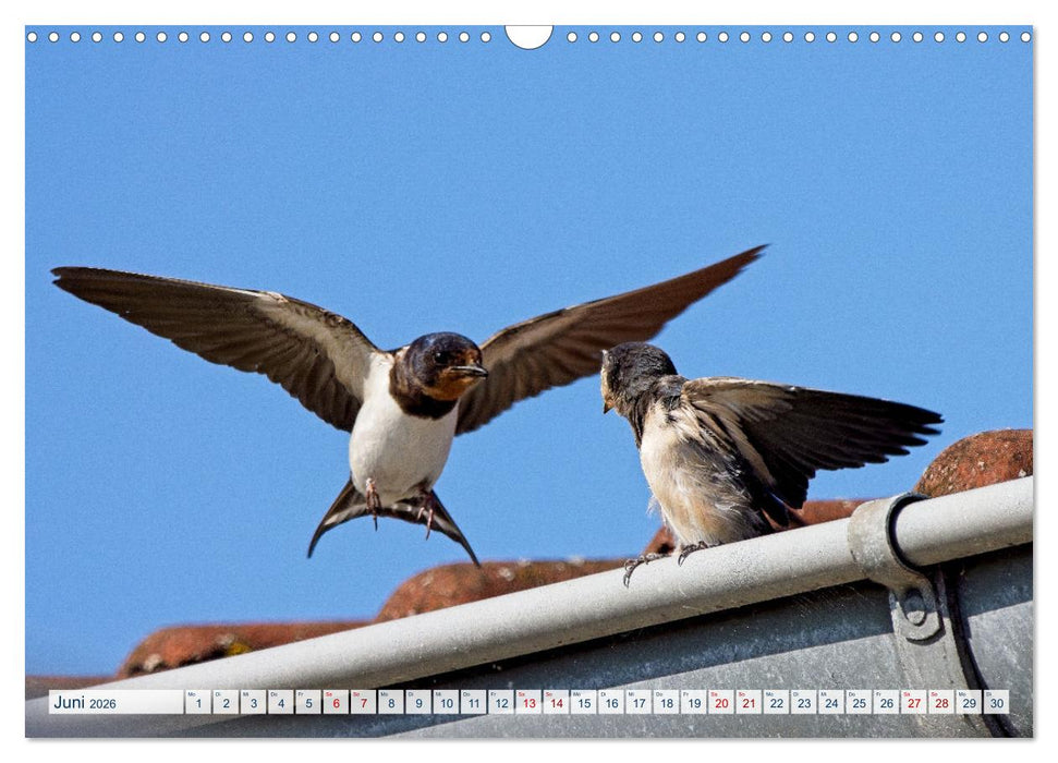 Rauchschwalben - Boten des Sommers (CALVENDO Wandkalender 2026)