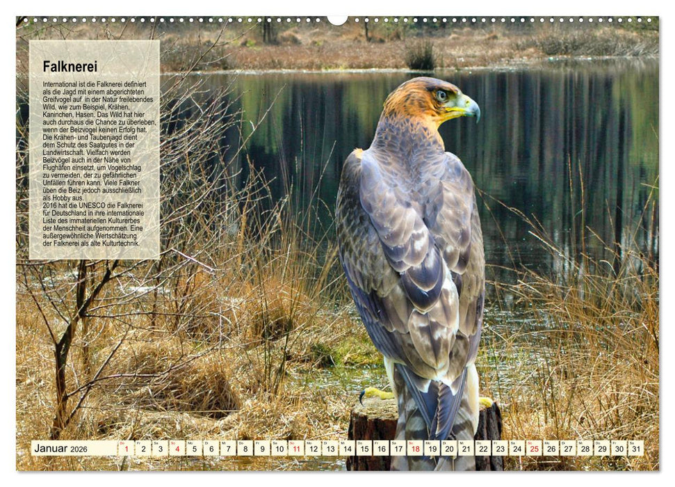 Kulturerbe Falknerei (CALVENDO Wandkalender 2026)