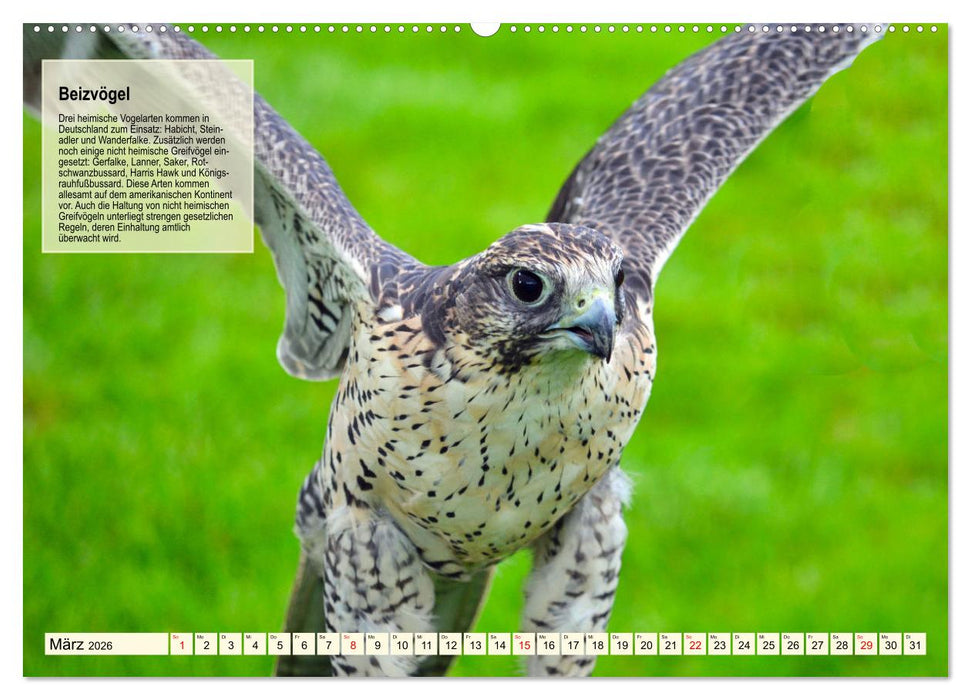 Kulturerbe Falknerei (CALVENDO Wandkalender 2026)