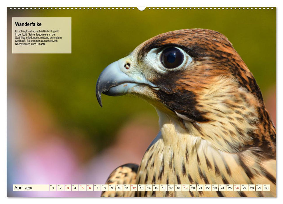 Kulturerbe Falknerei (CALVENDO Wandkalender 2026)