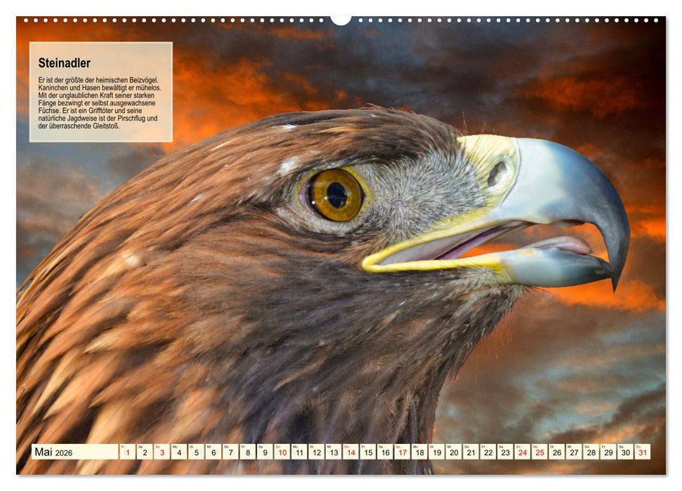 Kulturerbe Falknerei (CALVENDO Wandkalender 2026)