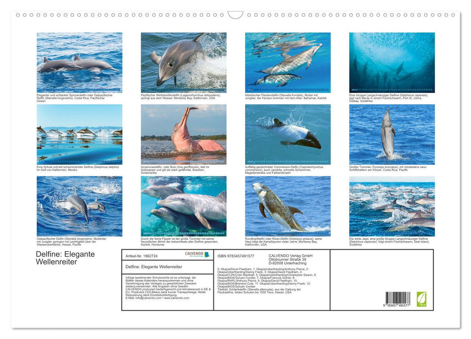 Delfine: Elegante Wellenreiter (CALVENDO Wandkalender 2026)