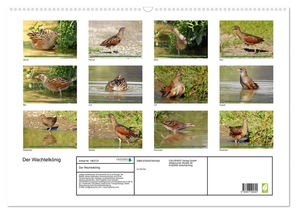 Der Wachtelkönig (CALVENDO Wandkalender 2026)