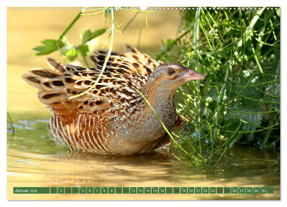Der Wachtelkönig (CALVENDO Wandkalender 2026)