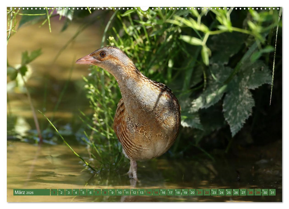 Der Wachtelkönig (CALVENDO Wandkalender 2026)