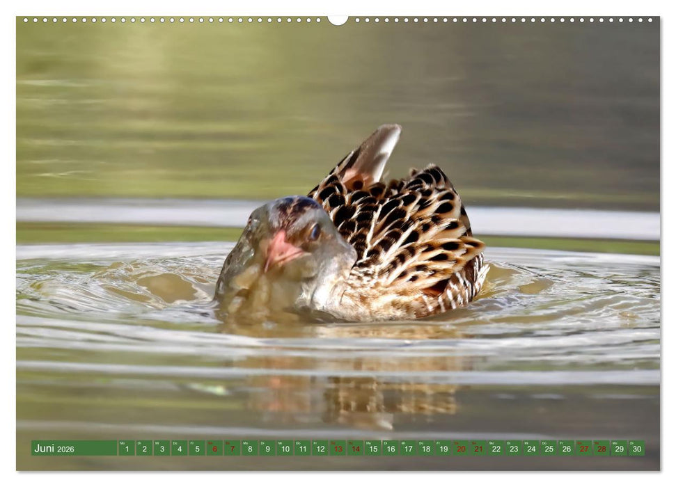 Der Wachtelkönig (CALVENDO Wandkalender 2026)