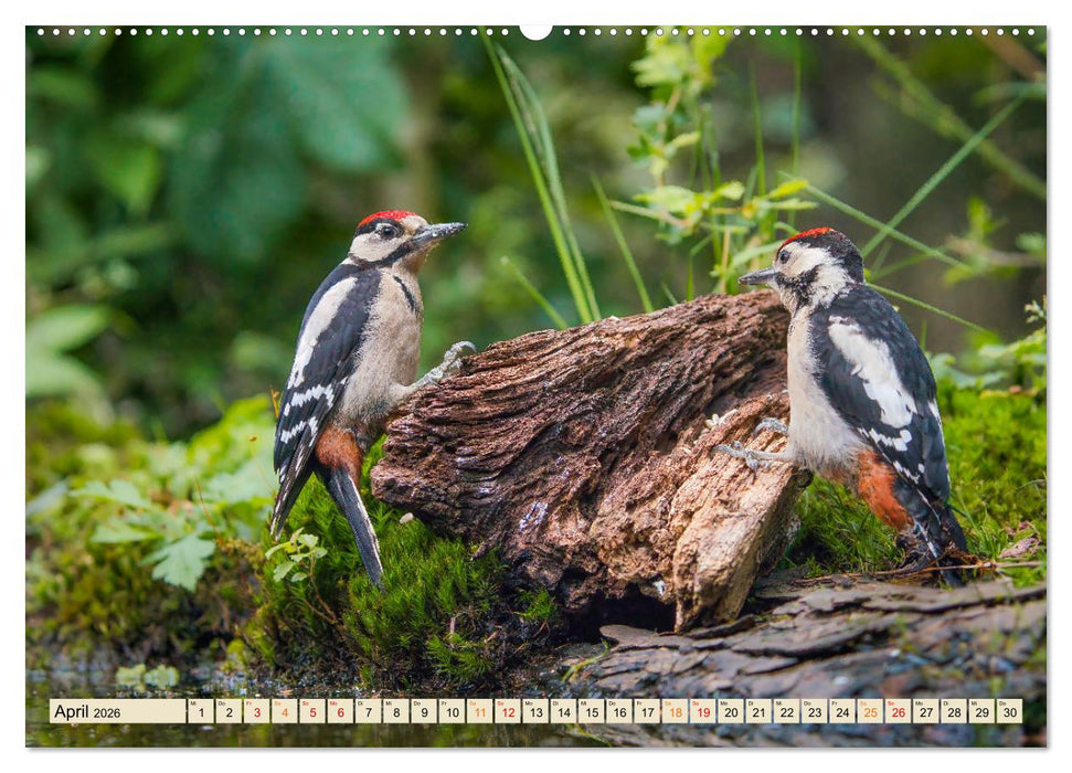 Unsere Vogelvielfalt: Ein Schatz zum Entdecken und Schützen (CALVENDO Premium Wandkalender 2026)