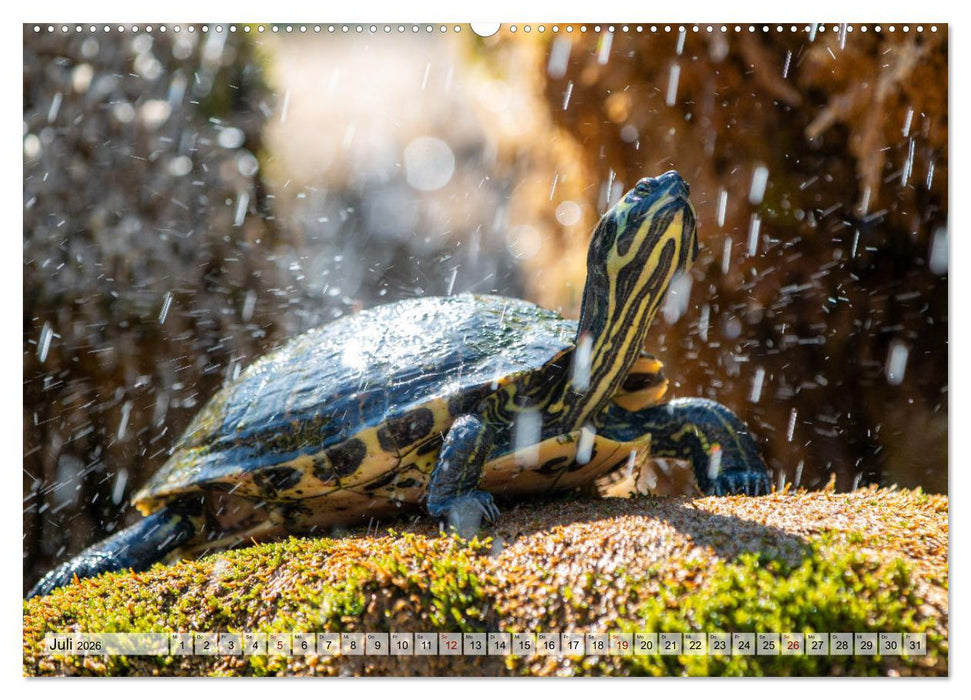 Šibenik - Mittelalterliche Metropole in Kroatien (CALVENDO Premium Wandkalender 2026)