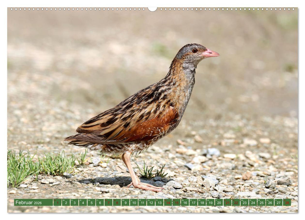 Der Wachtelkönig (CALVENDO Premium Wandkalender 2026)