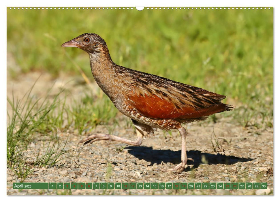 Der Wachtelkönig (CALVENDO Premium Wandkalender 2026)