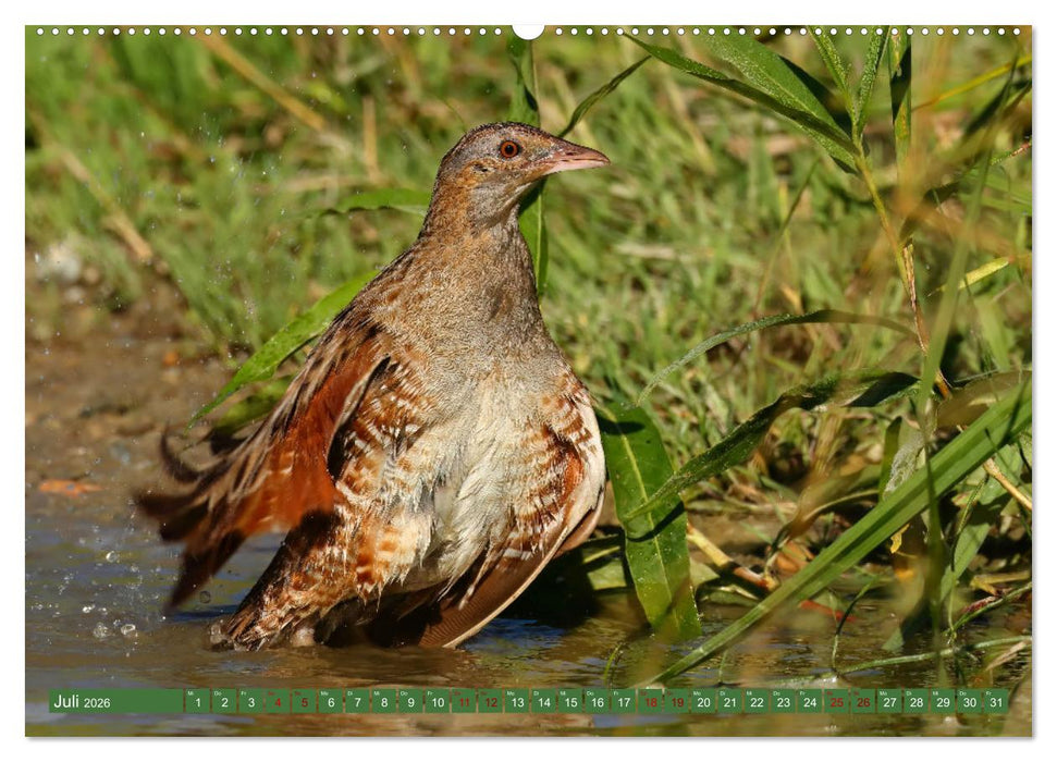 Der Wachtelkönig (CALVENDO Premium Wandkalender 2026)