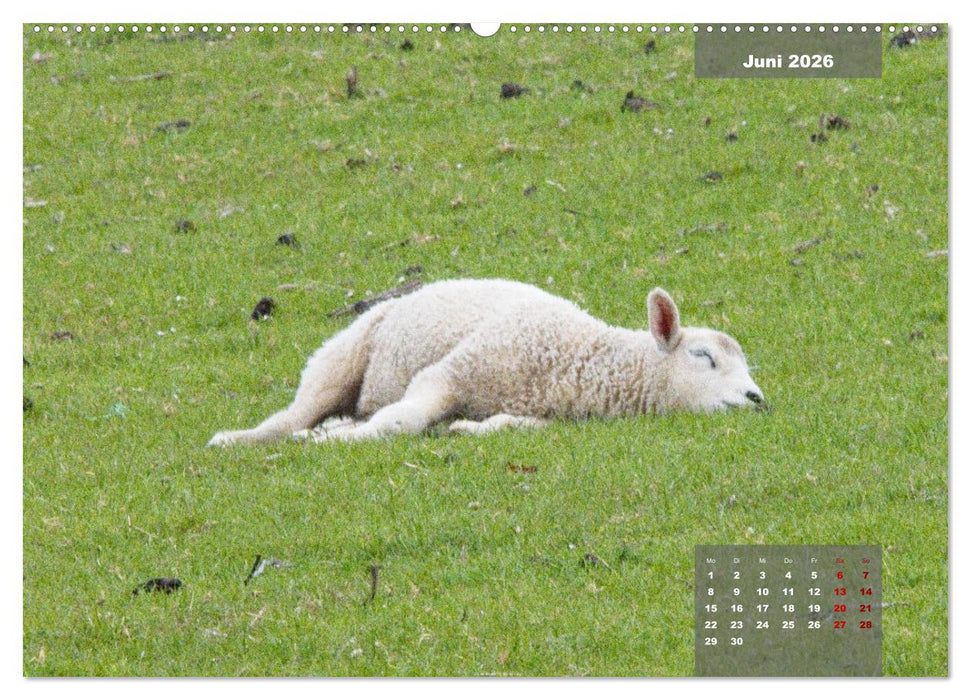 Naturparadies Nordstrand und Beltringharder Koog (CALVENDO Wandkalender 2026)