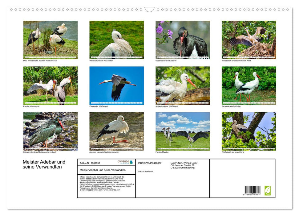 Meister Adebar und seine Verwandten (CALVENDO Wandkalender 2026)