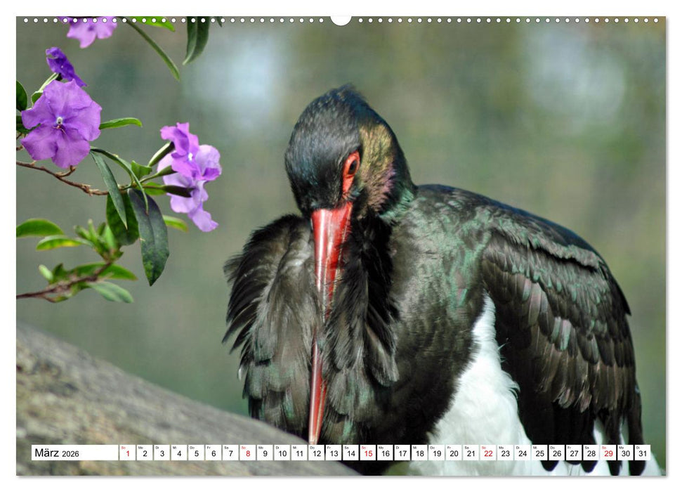 Meister Adebar und seine Verwandten (CALVENDO Wandkalender 2026)