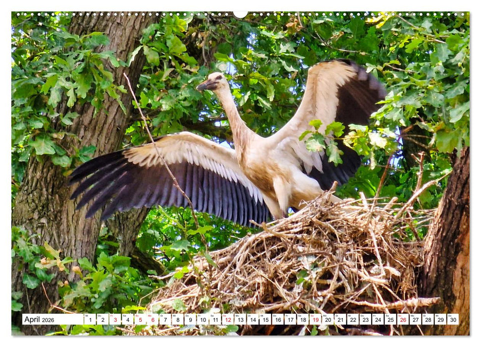 Meister Adebar und seine Verwandten (CALVENDO Wandkalender 2026)