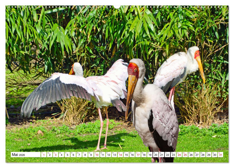Meister Adebar und seine Verwandten (CALVENDO Wandkalender 2026)