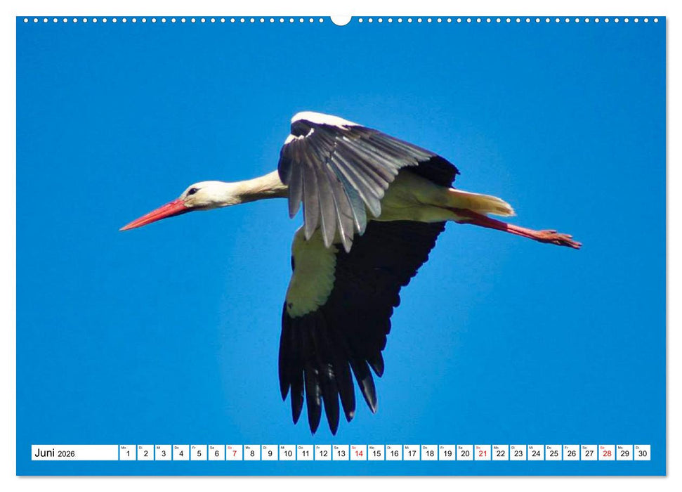 Meister Adebar und seine Verwandten (CALVENDO Wandkalender 2026)