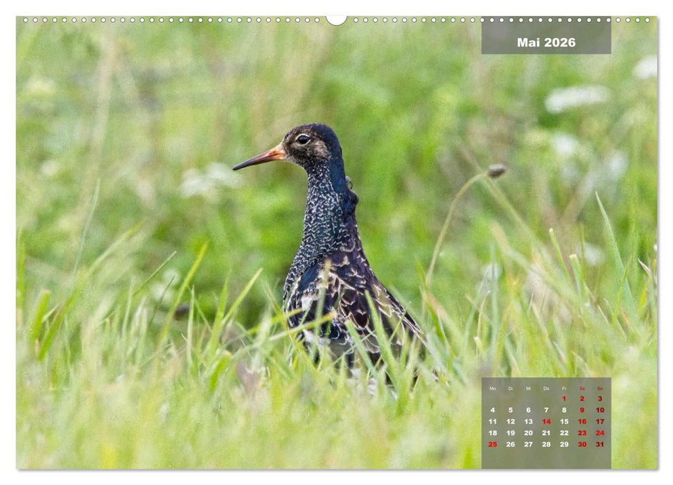 Naturparadies Nordstrand und Beltringharder Koog (CALVENDO Premium Wandkalender 2026)