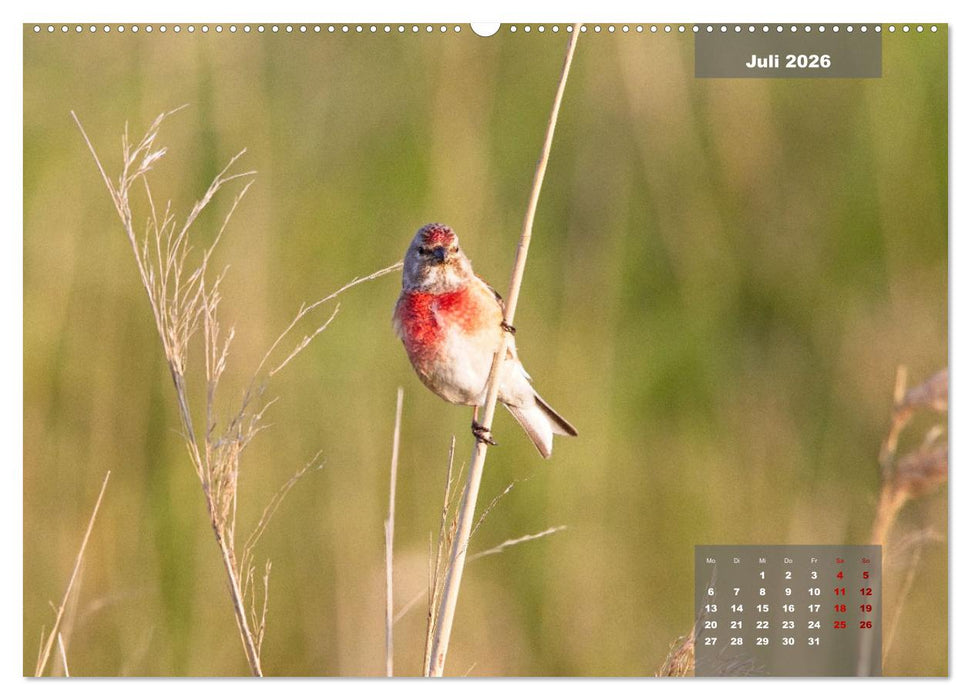 Naturparadies Nordstrand und Beltringharder Koog (CALVENDO Premium Wandkalender 2026)