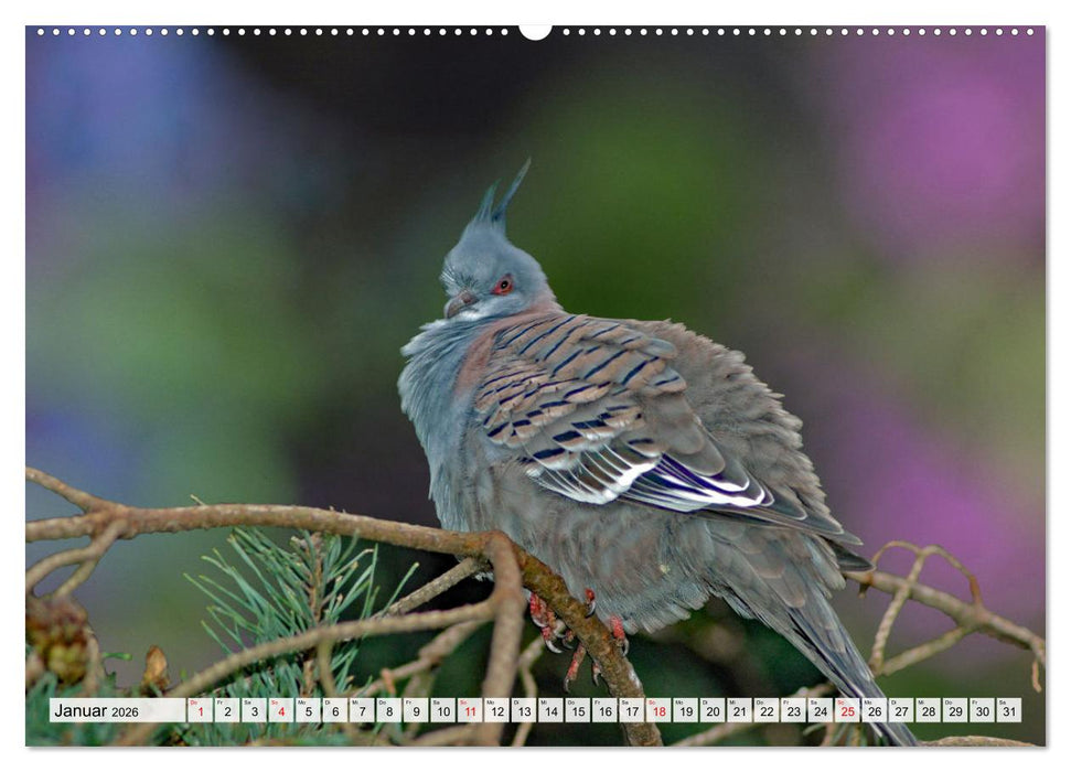 Wer gurrt denn da? (CALVENDO Premium Wandkalender 2026)