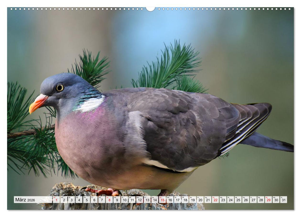 Wer gurrt denn da? (CALVENDO Premium Wandkalender 2026)