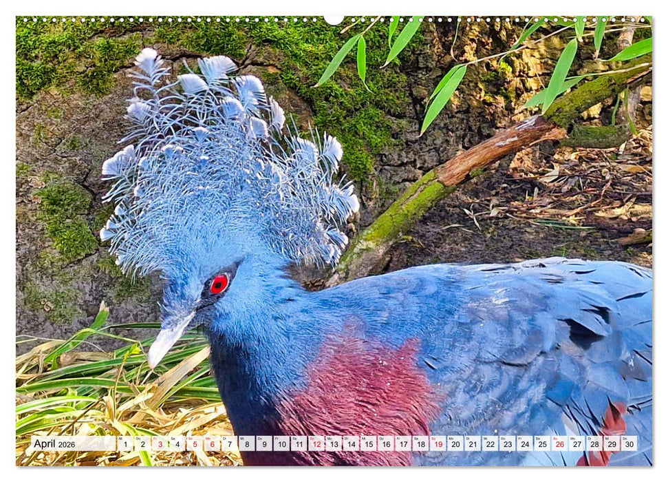 Wer gurrt denn da? (CALVENDO Premium Wandkalender 2026)