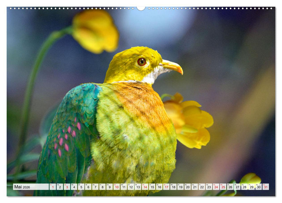 Wer gurrt denn da? (CALVENDO Premium Wandkalender 2026)