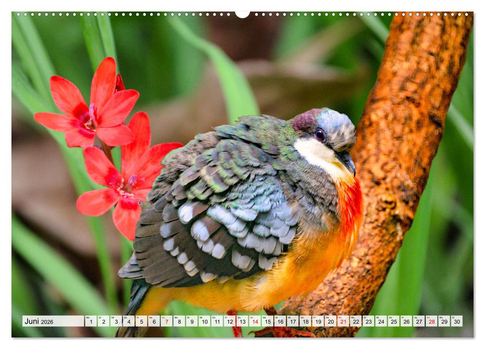 Wer gurrt denn da? (CALVENDO Premium Wandkalender 2026)