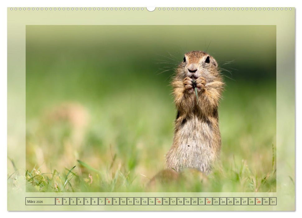 Süße Nager (CALVENDO Wandkalender 2026)