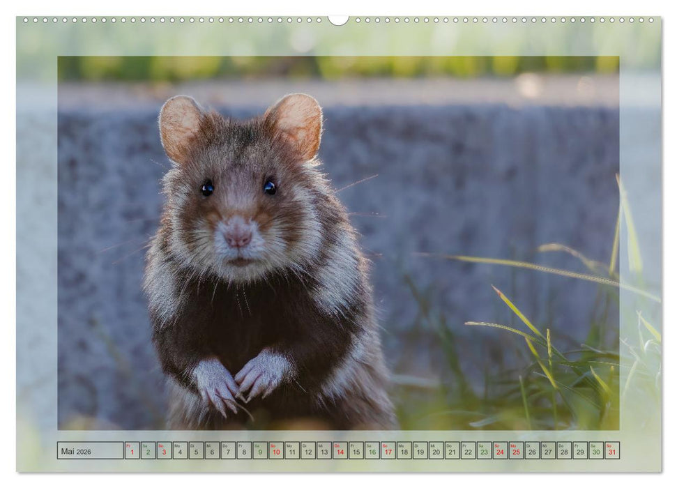 Süße Nager (CALVENDO Wandkalender 2026)
