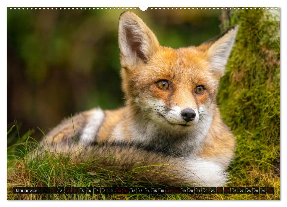 Wildtierkalender (CALVENDO Premium Wandkalender 2026)