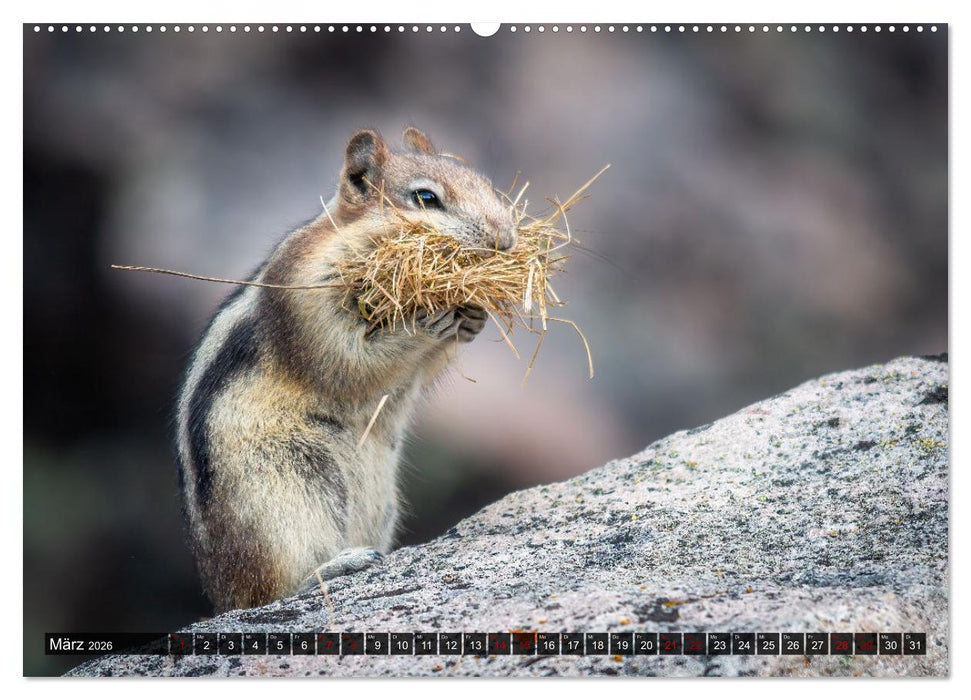 Wildtierkalender (CALVENDO Premium Wandkalender 2026)