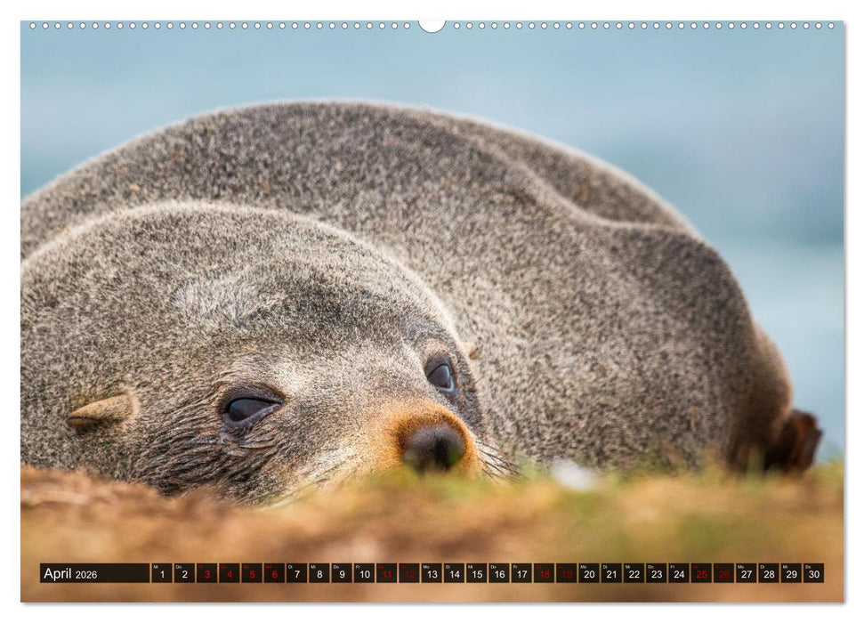 Wildtierkalender (CALVENDO Premium Wandkalender 2026)