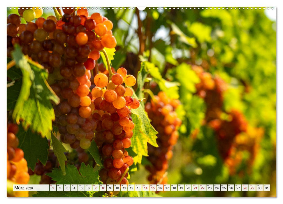 Die Elsässer Weinstraße (CALVENDO Wandkalender 2026)