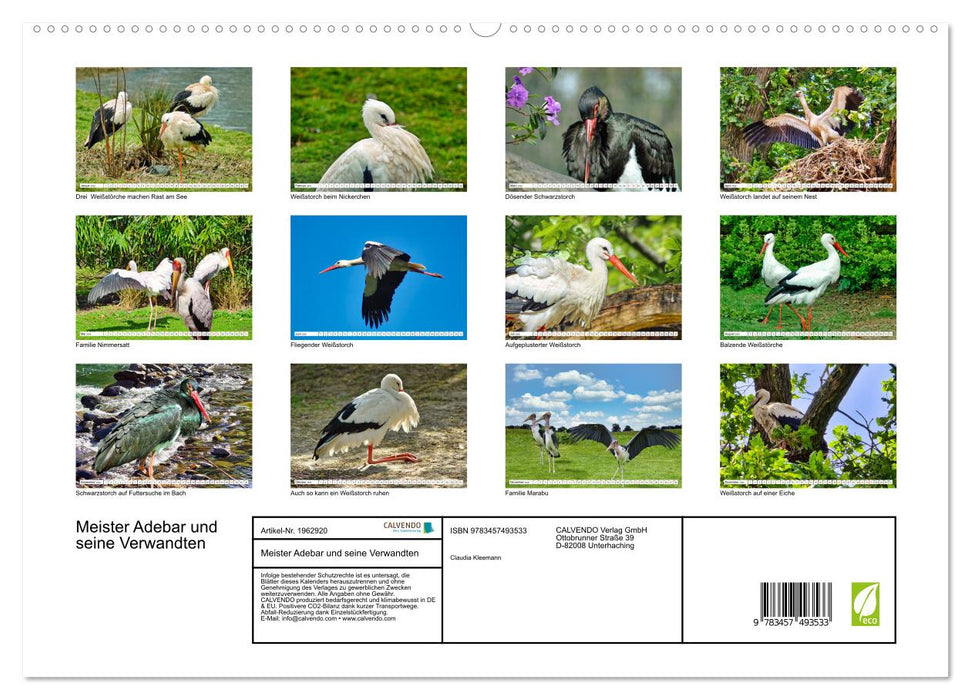 Meister Adebar und seine Verwandten (CALVENDO Premium Wandkalender 2026)