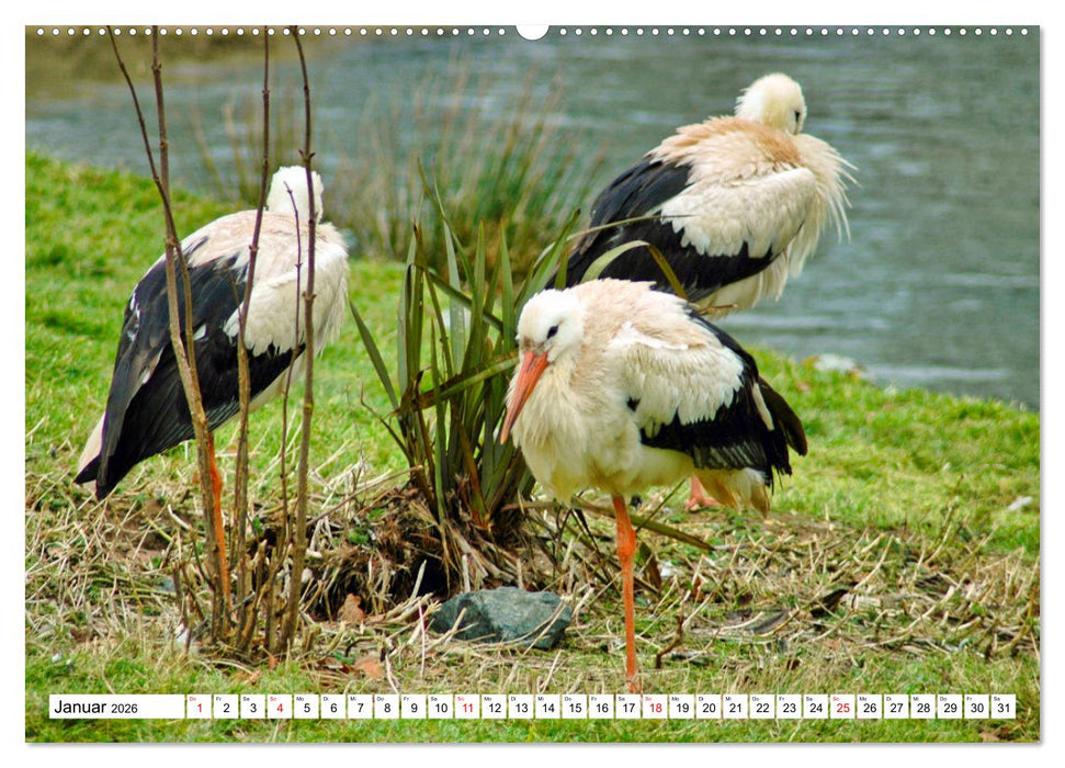 Meister Adebar und seine Verwandten (CALVENDO Premium Wandkalender 2026)