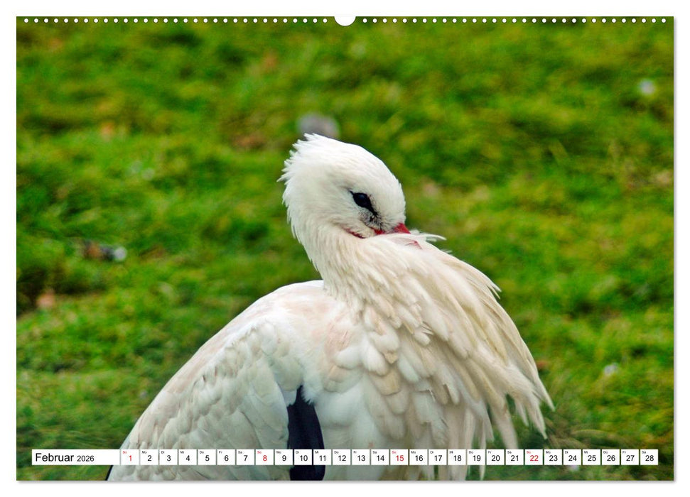 Meister Adebar und seine Verwandten (CALVENDO Premium Wandkalender 2026)