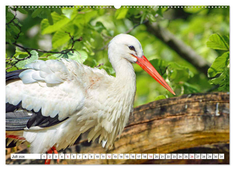 Meister Adebar und seine Verwandten (CALVENDO Premium Wandkalender 2026)