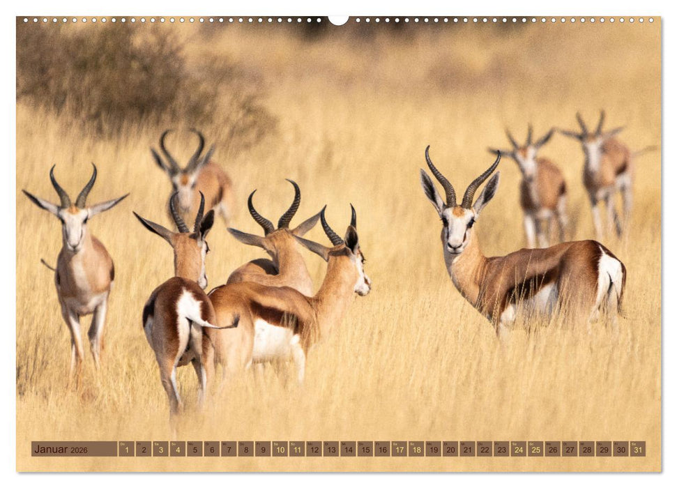 Wildlife Namibia - Etosha und Kalahari (CALVENDO Premium Wandkalender 2026)