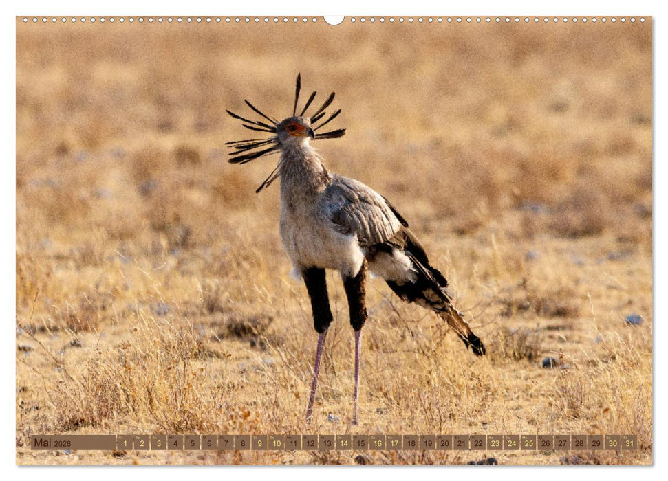 Wildlife Namibia - Etosha und Kalahari (CALVENDO Premium Wandkalender 2026)
